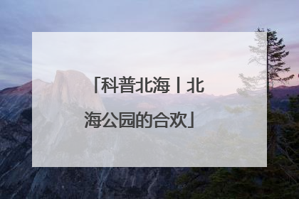 科普北海丨北海公园的合欢
