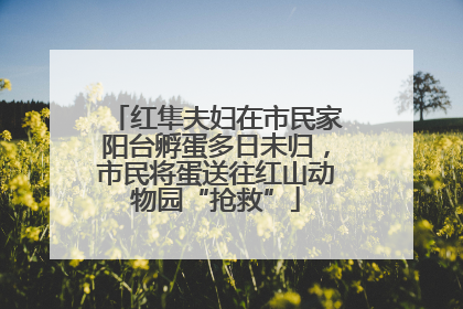 红隼夫妇在市民家阳台孵蛋多日未归，市民将蛋送往红山动物园“抢救”