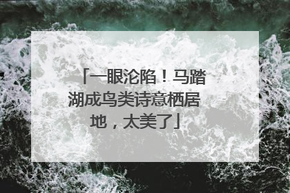 一眼沦陷！马踏湖成鸟类诗意栖居地，太美了