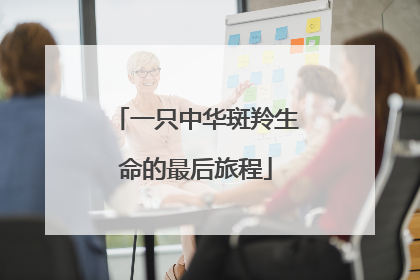 一只中华斑羚生命的最后旅程