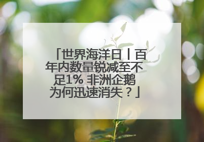 世界海洋日丨百年内数量锐减至不足1% 非洲企鹅为何迅速消失？