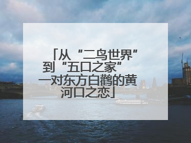 从“二鸟世界”到“五口之家” 一对东方白鹳的黄河口之恋
