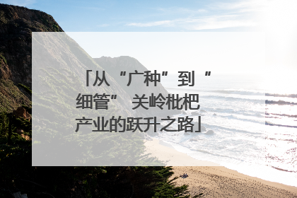 从“广种”到“细管” 关岭枇杷产业的跃升之路