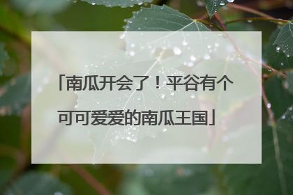 南瓜开会了！平谷有个可可爱爱的南瓜王国