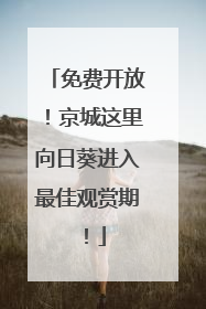 免费开放！京城这里向日葵进入最佳观赏期！