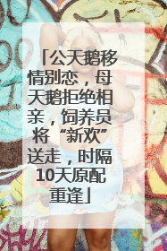 公天鹅移情别恋，母天鹅拒绝相亲，饲养员将“新欢”送走，时隔10天原配重逢