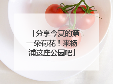 分享今夏的第一朵荷花！来杨浦这座公园吧