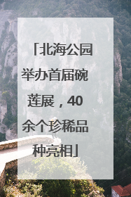 北海公园举办首届碗莲展，40余个珍稀品种亮相