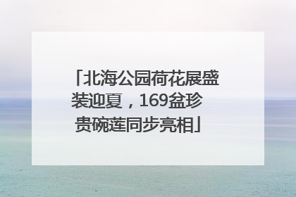 北海公园荷花展盛装迎夏，169盆珍贵碗莲同步亮相