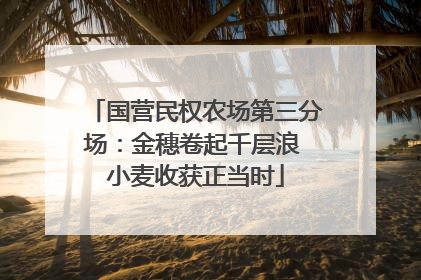 国营民权农场第三分场：金穗卷起千层浪 小麦收获正当时
