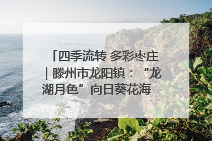 四季流转 多彩枣庄｜滕州市龙阳镇：“龙湖月色”向日葵花海 绘就乡村振兴新画卷