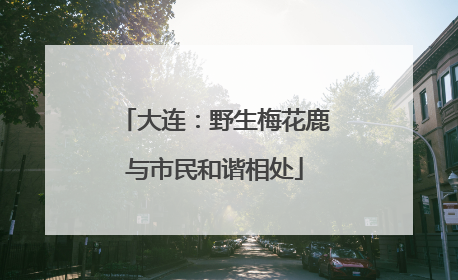 大连：野生梅花鹿与市民和谐相处