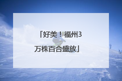 好美！福州3万株百合盛放