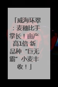 威海环翠：麦穗比手掌长！亩产高1倍 新品种“巨无霸”小麦丰收！