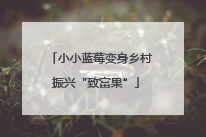 小小蓝莓变身乡村振兴“致富果”