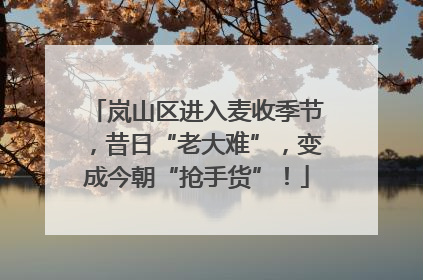 岚山区进入麦收季节，昔日“老大难”，变成今朝“抢手货”！