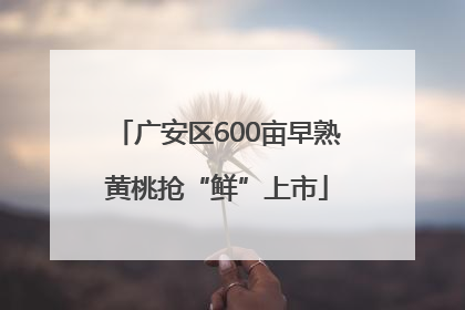 广安区600亩早熟黄桃抢“鲜”上市