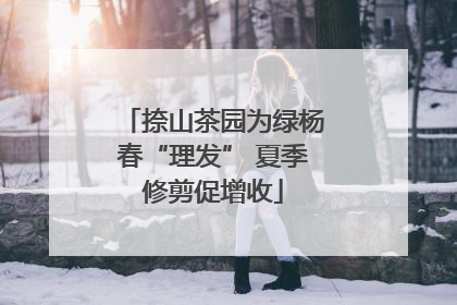 捺山茶园为绿杨春“理发” 夏季修剪促增收