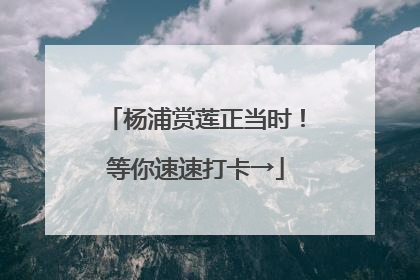 杨浦赏莲正当时！等你速速打卡→