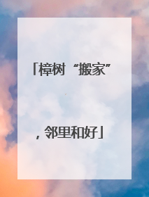樟树“搬家”，邻里和好