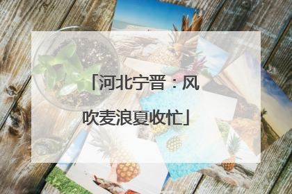 河北宁晋：风吹麦浪夏收忙