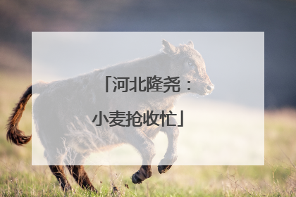 河北隆尧：小麦抢收忙