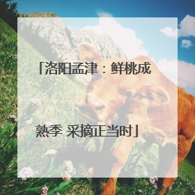 洛阳孟津：鲜桃成熟季 采摘正当时