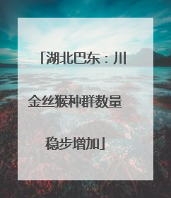 湖北巴东：川金丝猴种群数量稳步增加