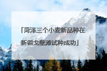 菏泽三个小麦新品种在新疆戈壁滩试种成功