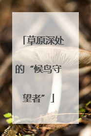 草原深处的“候鸟守望者”