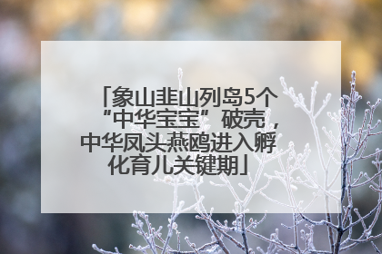 象山韭山列岛5个“中华宝宝”破壳，中华凤头燕鸥进入孵化育儿关键期