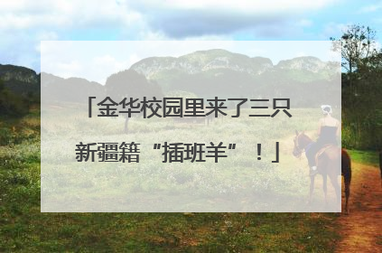 金华校园里来了三只新疆籍“插班羊”！