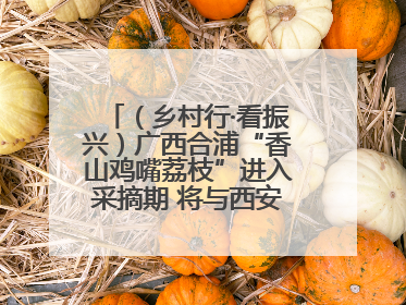 （乡村行·看振兴）广西合浦“香山鸡嘴荔枝”进入采摘期 将与西安“梦幻联动”