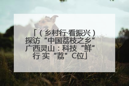（乡村行·看振兴）探访“中国荔枝之乡”广西灵山：科技“鲜”行 实“荔”C位