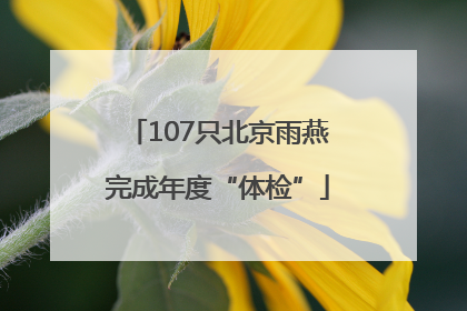 107只北京雨燕完成年度“体检”